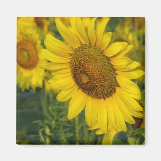 Zonnebloem Magneet (Voorkant)