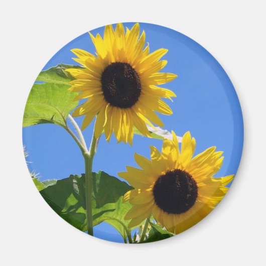 Zonnebloem Magneet (Voorkant)