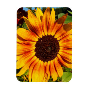 Zonnebloem Magneet