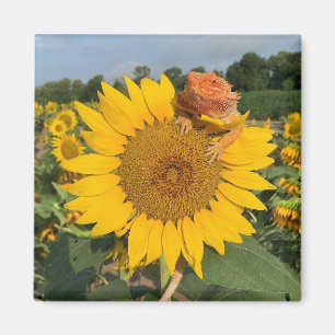 Zonnebloem Magneet