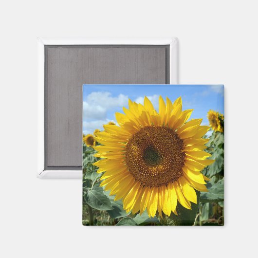 Zonnebloem Magnet (Voorkant / Achterkant)