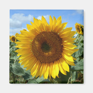 Zonnebloem Magnet