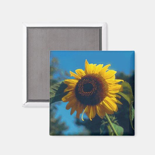 Zonnebloem Magnet (Voorkant / Achterkant)