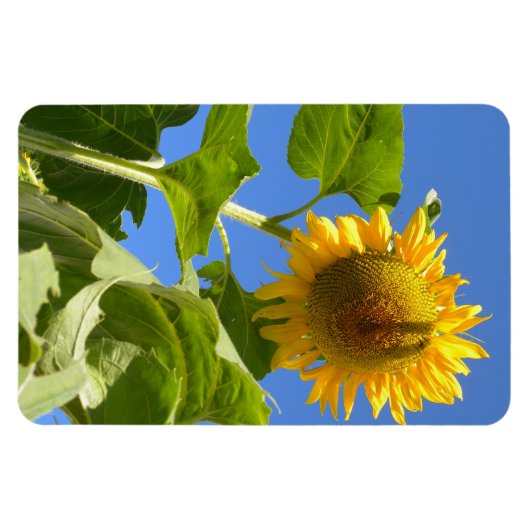 Zonnebloem Magnet Magneet (Horizontaal)