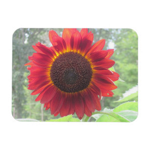 Zonnebloem Magnet Magneet