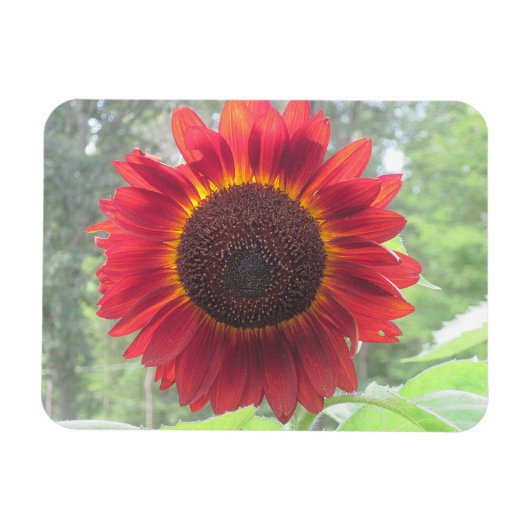 Zonnebloem Magnet Magneet (Horizontaal)