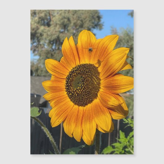 Zonnebloem Magnetische Kaart (Voorkant)