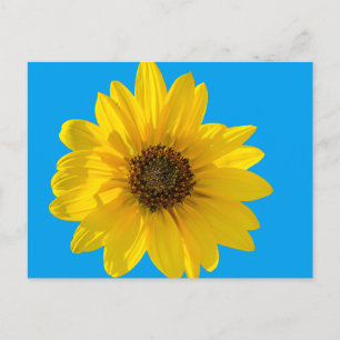 Zonnebloem met achtergrondverlichting (Helianthus) Briefkaart