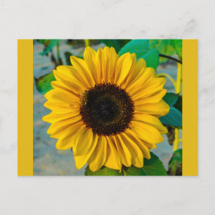 Zonnebloem met Bij Briefkaart