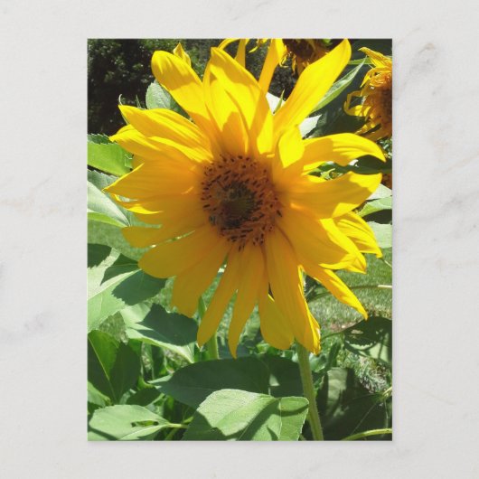 Zonnebloem met bijen briefkaart (Voorkant)