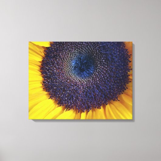 Zonnebloem met Blauw Centrum Close-up Canvas Art (Voorkant)