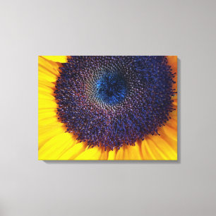 Zonnebloem met Blauw Centrum Close-up Canvas Art Afdruk