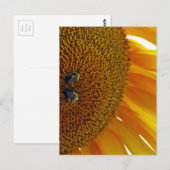 Zonnebloem met bloemen briefkaart (Voorkant / Achterkant)