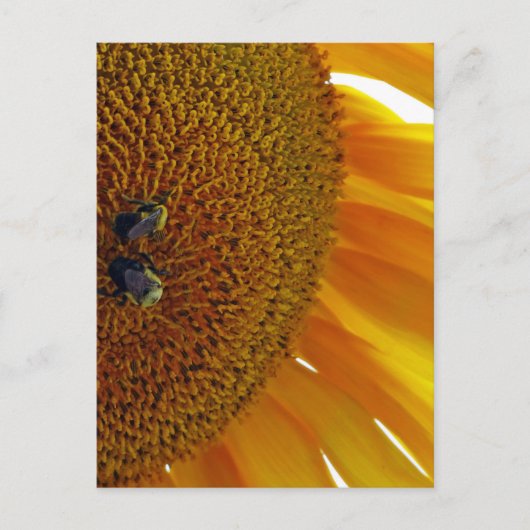 Zonnebloem met bloemen briefkaart (Voorkant)