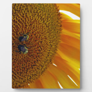 Zonnebloem met bloemen fotoplaat