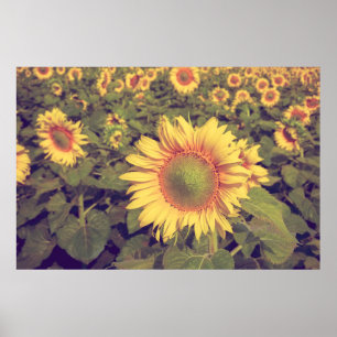 Zonnebloem met filter-effect retro- styleag poster