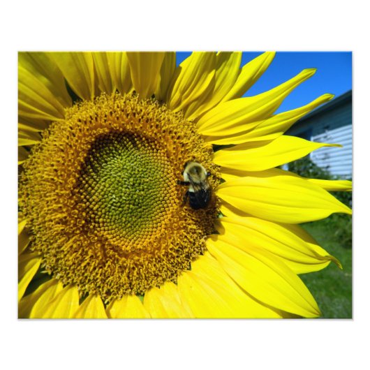 zonnebloem met hommel foto afdruk (Voorkant)