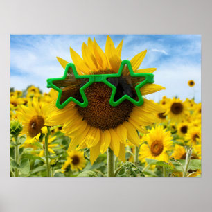 Zonnebloem met Star Sunbril Poster