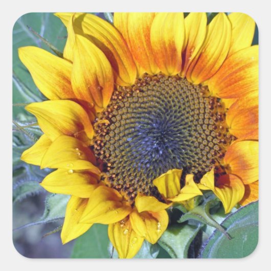 Zonnebloem met waterdruppeltjes vierkante sticker (Voorkant)