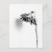 Zonnebloem Nog steeds zwart en wit Briefkaart (Voorkant)