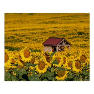 Zonnebloem Ochtend Perfect Poster