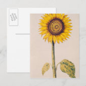 Zonnebloem of Helianthus Briefkaart (Voorkant / Achterkant)