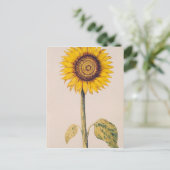Zonnebloem of Helianthus Briefkaart (Staand voorkant)
