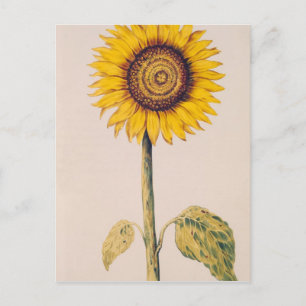 Zonnebloem of Helianthus Briefkaart