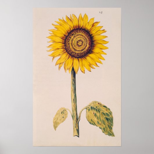 Zonnebloem of Helianthus Poster (Voorkant)