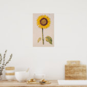 Zonnebloem of Helianthus Poster (Keuken)