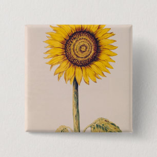 Zonnebloem of Helianthus Vierkante Button 5,1 Cm