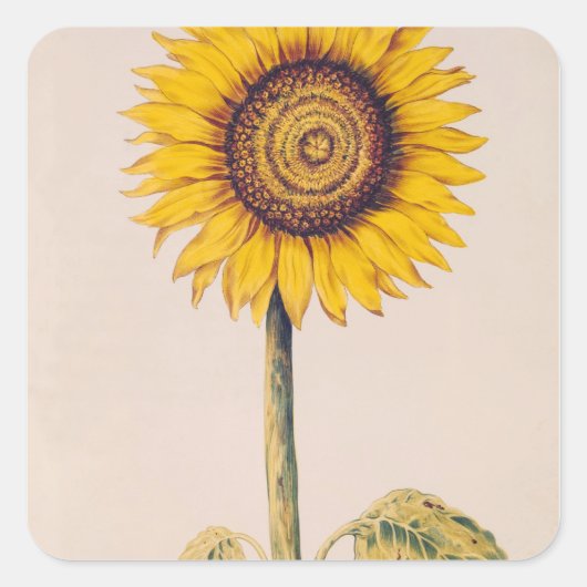 Zonnebloem of Helianthus Vierkante Sticker (Voorkant)