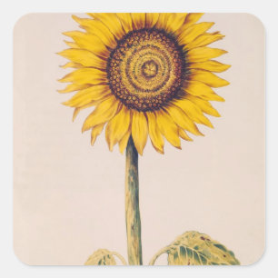 Zonnebloem of Helianthus Vierkante Sticker