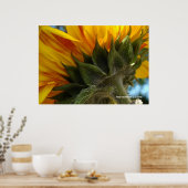 Zonnebloem onderkant poster (Keuken)