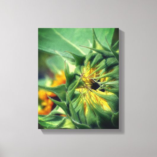 Zonnebloem Ontvouwbare bloesems Canvas Afdruk (Voorkant)