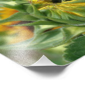 Zonnebloem ontvouwen 8x10 foto afdruk (Hoek)