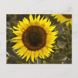 Zonnebloem op ansichtkaart in veld Foto Briefkaart