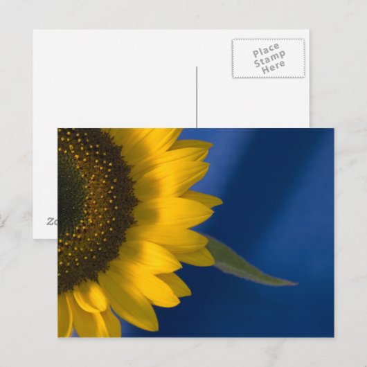 Zonnebloem op blauw briefkaart (Voorkant / Achterkant)