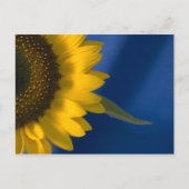Zonnebloem op blauw briefkaart (Voorkant)