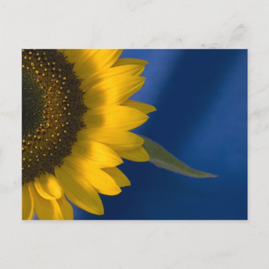 Zonnebloem op blauw briefkaart (Voorkant)