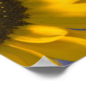 Zonnebloem op Blauw Poster (Hoek)