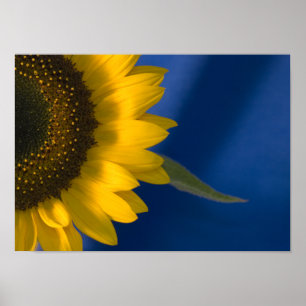 Zonnebloem op blauw poster