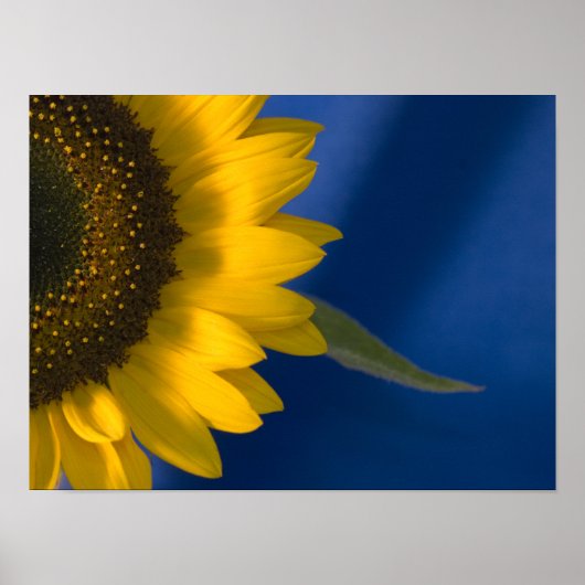 Zonnebloem op Blauw Poster (Voorkant)