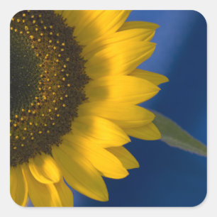 Zonnebloem op Blue Square Sticker