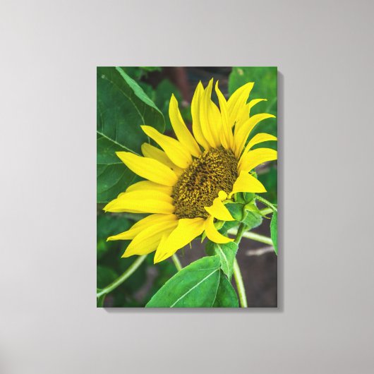 Zonnebloem op dicht canvas print (Voorkant)