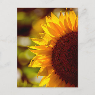 Zonnebloem op een ansichtkaart in het veld Fotogra Briefkaart