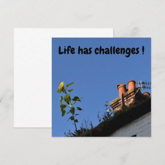 Zonnebloem op het dak. (Voorkant / Achterkant)