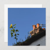 Zonnebloem op het dak. (Voorkant / Achterkant)