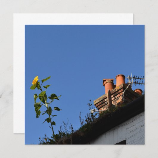 Zonnebloem op het dak. (Voorkant / Achterkant)