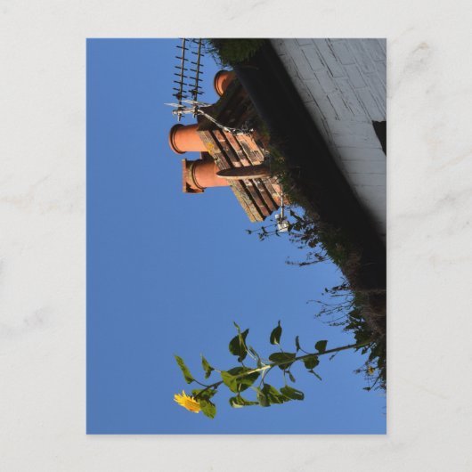 Zonnebloem op het dak. briefkaart (Voorkant)